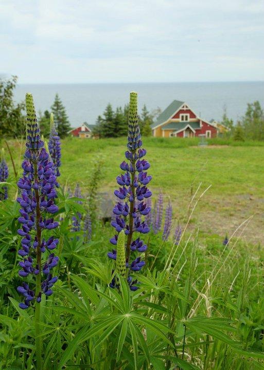 Cove Point Lodge Beaver Bay Exterior foto